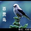 百灵鸟的头像