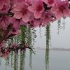 清映闻雅的头像