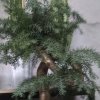 美好回忆的头像
