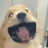 叶子的头像