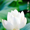 林的头像