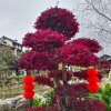 百花的头像
