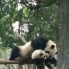 秋风的头像