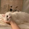 Melody.的头像