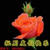 .王春丽的头像