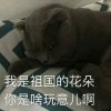 孤音的头像