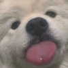 井九的头像