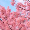 兰花草的头像