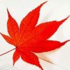 枫叶的头像