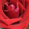 玫瑰之生的头像