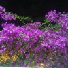 白兰花的头像