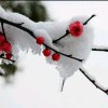 冰雪的头像