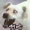 Aৡৢั芬芬จุ๊บeA的头像