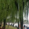 鹤乡的头像