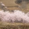 情歌飞扬✿҉一帘幽梦的头像