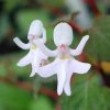 芙蓉的头像