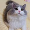 属于大灰狼の小绵羊的头像
