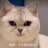 隔壁王钢蛋梦想欧脱非的头像