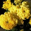 满园花菊郁金黄的头像