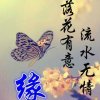 午夜蝴蝶的头像