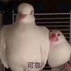 。的头像