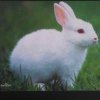 小白兔的头像