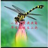 真诚永远的头像
