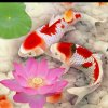欢乐颂（回复晚了请谅解）的头像