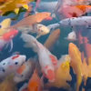 【退】的头像