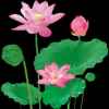 莲花的头像