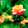 快乐人生的头像