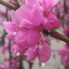 爱花一族的头像