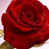 红玫瑰。的头像