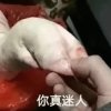 依白7.10sr【三石是只飞天猪】的头像