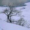 落雪的头像