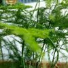 放飞梦想的头像