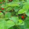 松花江的头像