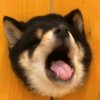 北辰的头像