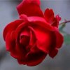 红玫瑰的头像