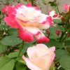 玫瑰花开的头像