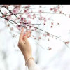 花瓣雨的头像