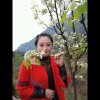 蝴蝶南屏晚钟的头像