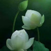 《君》的头像