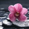 美丽加芬的头像