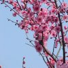 云歌红梅花开的头像