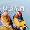 鸟语花香的头像
