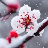 飞舞จุ๊บ的头像