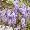 紫藤树的头像