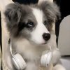 阮青禾.的头像