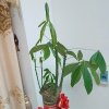 石上青松的头像